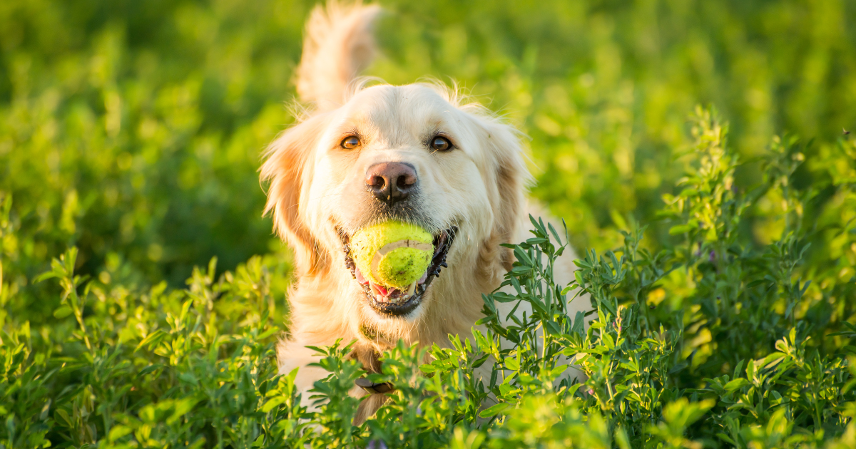 犬の名前1位に「マックス」復活。急上昇「ハンク」が示す「人間化」トレンド