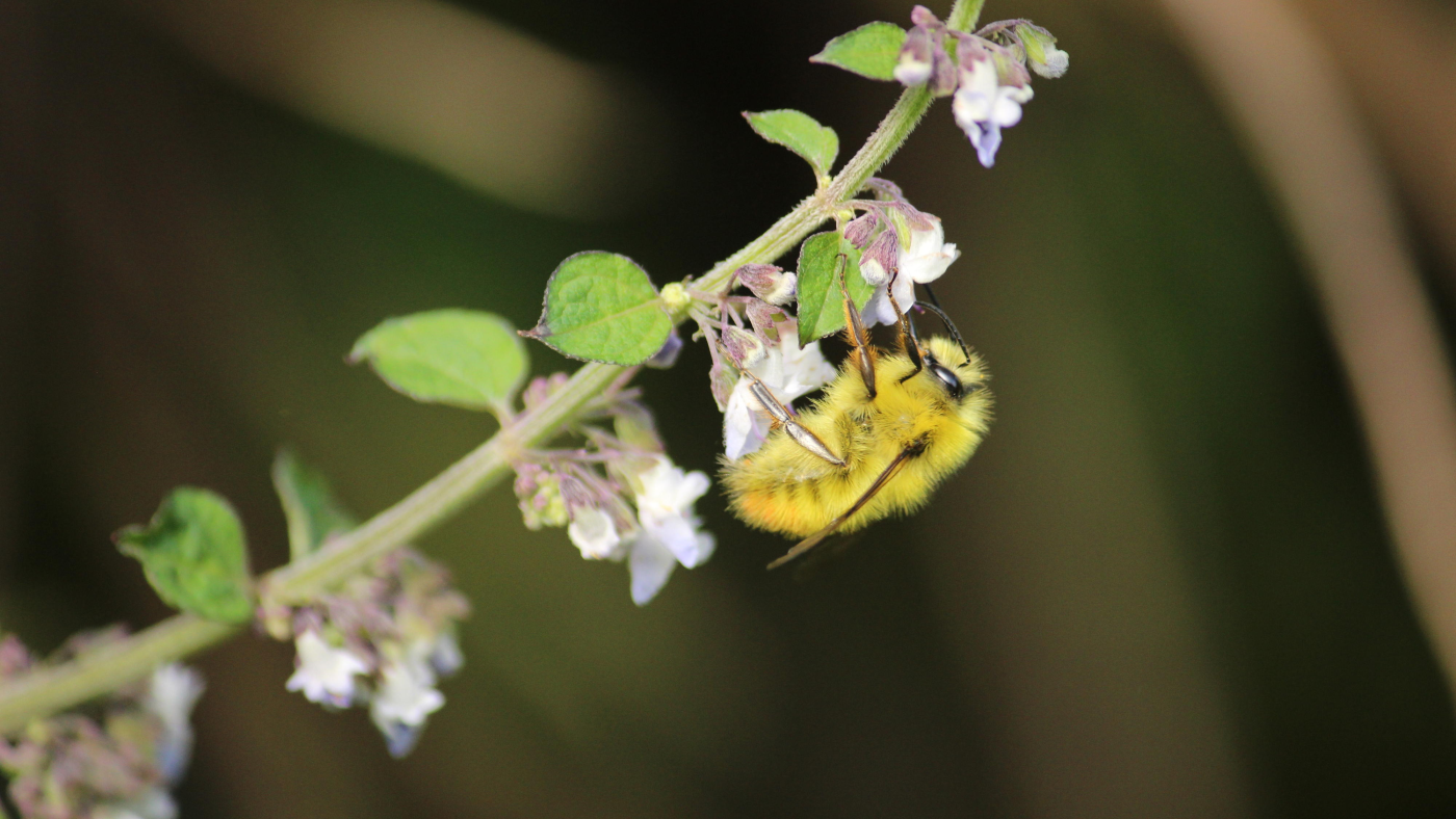 花粉媒介昆虫がビタミン摂取の2割を支える——ネパール農村の大規模調査で判明