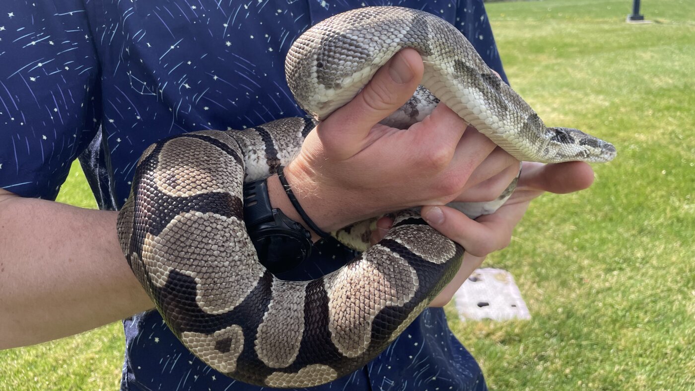 ニシキヘビの心臓は食後に肥大し1カ月で縮む。この仕組みが心臓病治療のカギを握る