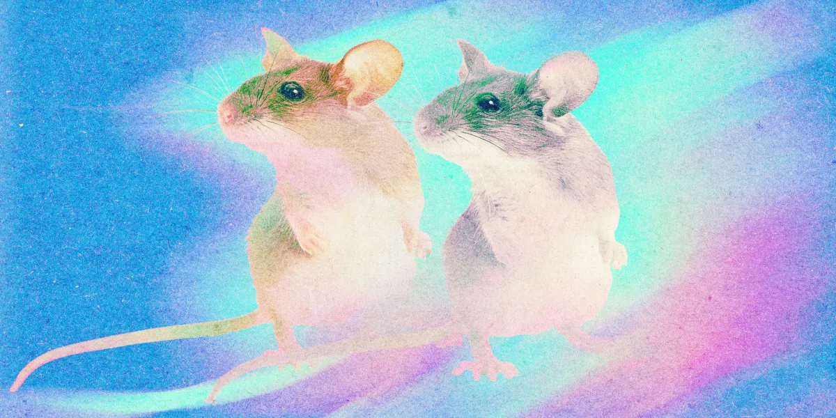 CRISPRで雄マウスのY染色体を除去。山梨大が遺伝的に同一の「雌クローン」を作成